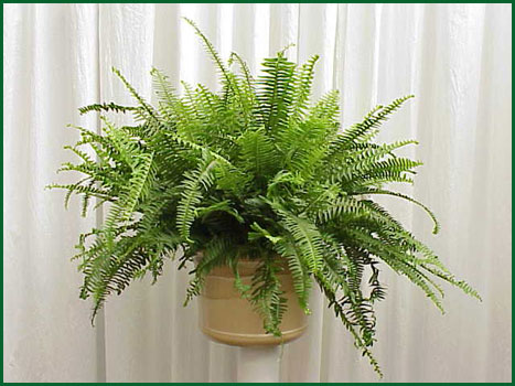 8 Inch Hanging Fern Kimberly Queen