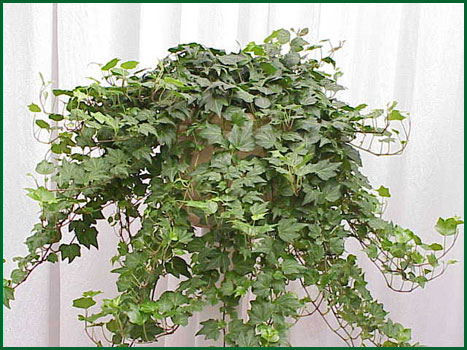 8 Inch Hanging Hederal Ivy