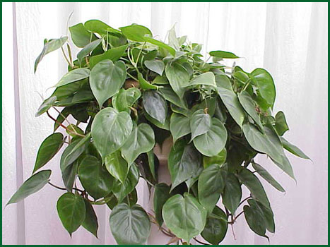 8 Inch Hanging Philodendron Cordatum