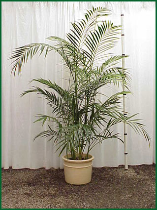 Chamaedorea Maya Palm