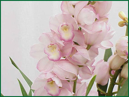 Orchid Cymbidium Flower