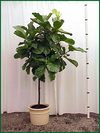 14 Inch Upright Ficus Lyrata Standard