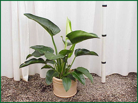8 Inch Upright Philodendron Congo