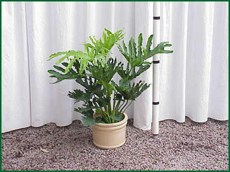 8 Inch Upright Philodendron Monstera