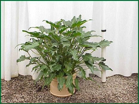 8 Inch Upright Philodendron Xanadu