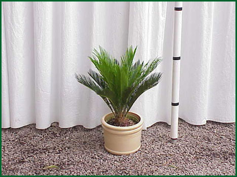 8 Inch Upright Sago Palm