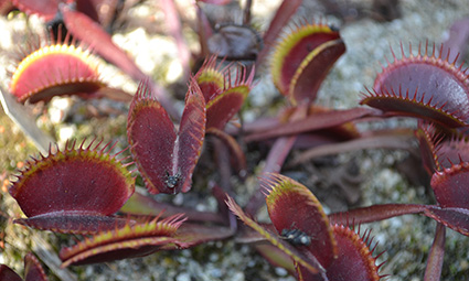 Dionaea M Red Dragon_425px.jpg