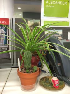 Plants in Office